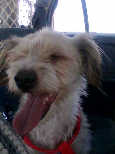 Aquí íbamos en el coche de camino al veterinario